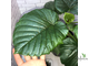 Фикус Умбеллата / Ficus Umbellata