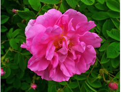 Роза крымская (Rosa gallica) лепестки, Крым (1 г) - 100% натуральное эфирное масло