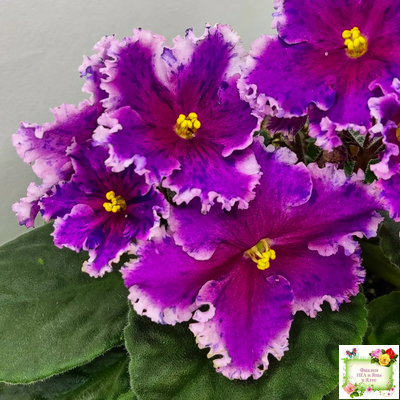 Dn-Cherchez la Femme (Д. Денисенко) 2020 г.