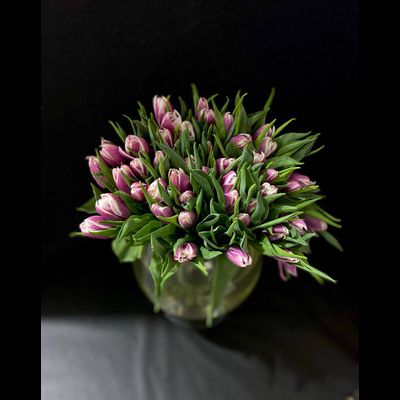 Тюльпаны пионовидные 35 шт