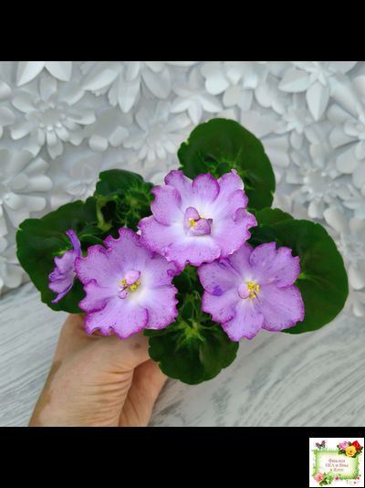 АВ-Девочка с Севера (Фиалковод) 2021 г.