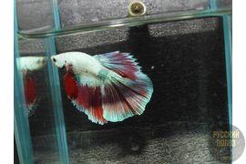 Петушок, Бойцовая рыбка, Betta splendens