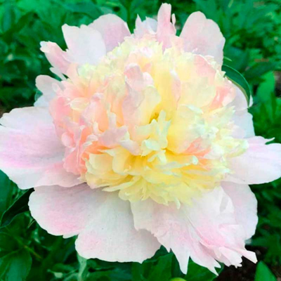 Пион Робайн (Robijn)