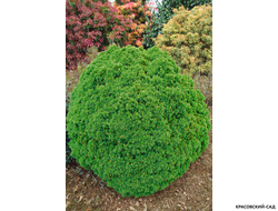 Ель сизая Альберта Глоб фото в саду - красовский-сад.рф