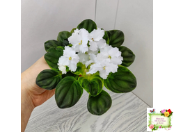 OS-Джунгарик (С.Осипова) (сортовой стартер)