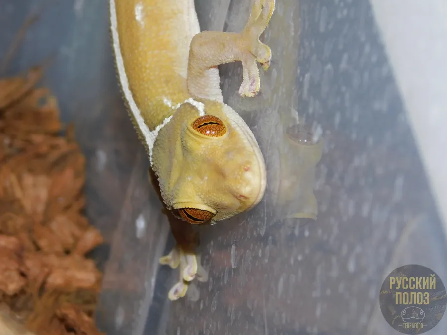 Полосатый геккон, Gekko vittatus