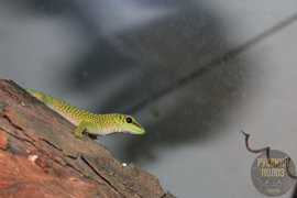 Мадагаскарский дневной геккон, Фельзума Мадагаскарская, Phelsuma madagascariensis