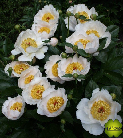 ПИОН "РЕКВИЕМ" (зимовавший саженец)