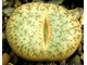 Lithops pseudotruncatella v. riehmerae (syn.edithiae) C097