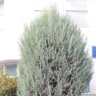 Можжевельник Моффат Блю - Moffat Blue