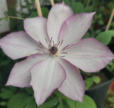 Клематис Omoshiro (Омоширо), контейнер 2л