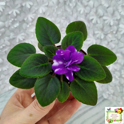 Hunter's Primal Scream (K.Muzalewski) (лист посажен 30.01.26)