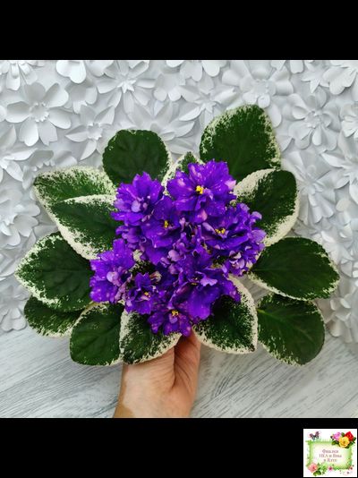 РС-Астролог (С. Репкина) 2020 г.