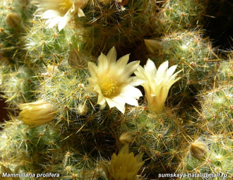 Mammillaria prolifera - 5 семян