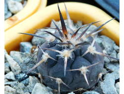 Gymnocalycium bruchii v. niveum VG 536