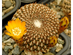 Sulcorebutia arenacea - 5 семян