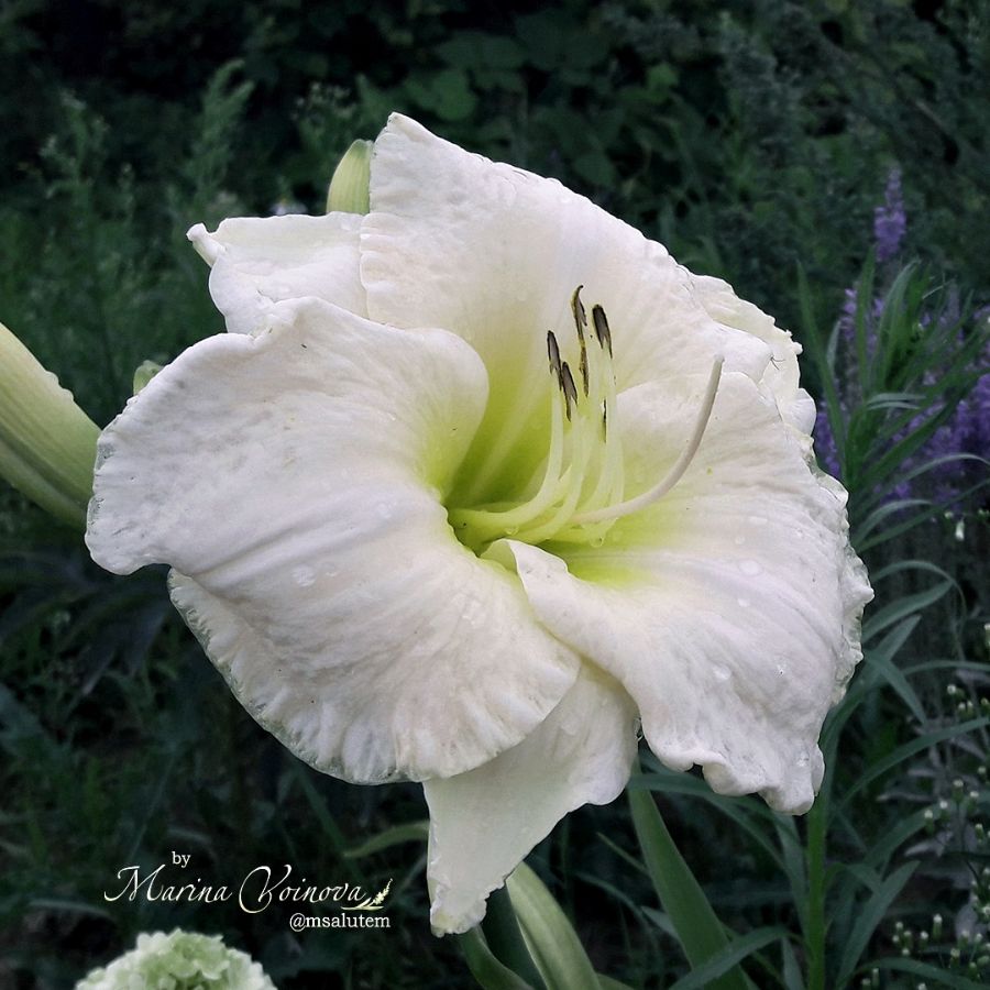 Hemerocallis White Perfection