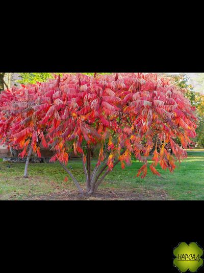 СУМАХ. ЭФФЕКТНАЯ ЛИСТВА И ЦВЕТЕНИЕ