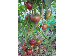 Томат Занавес Маргарет (Margaret Curtain, США)