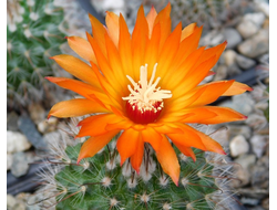 Parodia microsperma VG-1346-2 - 10 семян