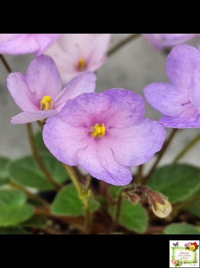 Frosted Fantasy спорт трейлер