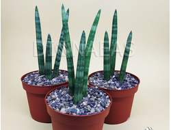 Sansevieria Cylindrica - Сансевиерия Цилиндрика, Сансевиера цилиндрическая, Африканское копье, тещин язык, щучий хвост