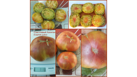 Счастливый капитан