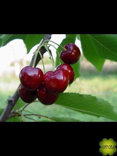 ЧЕРЕШНЯ "БРЯНОЧКА" (поздняя, вкусная, саженец 1 год, подвой антипка)
