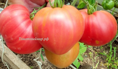 Томат Гордость Грайтмара (Grightmire's Pride) США