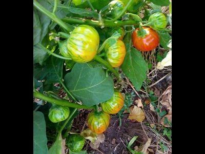 Баклажан Бразильский оранжевый овальный (Brazilian Oval Orange)