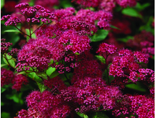 Спирея Антони Ватерер  2х летка