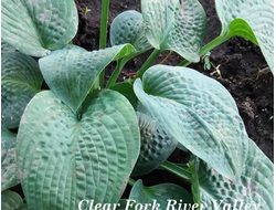 Хоста Clear Fork River Valley