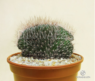 Nyctocereus Cristata- Никтоцереус Кристата, Borzicactus Cristata, Борзикактус кристатный, Hildewintera aureispina cristata