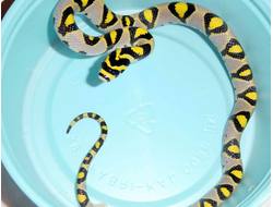 Мандариновый полоз