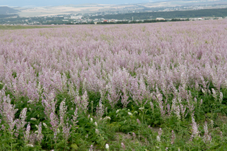 Шалфей мускатный (Salvia sclarea), цветущие верхушки, Крым (30 мл) - 100% натуральное эфирное масло