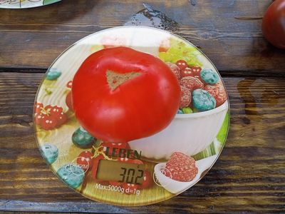 Томат Летя (Rosii de Letea), Румыния