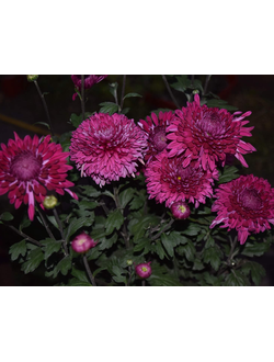 Хризантема корейская Мулатка
