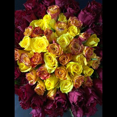 Роза Кения 101 шт