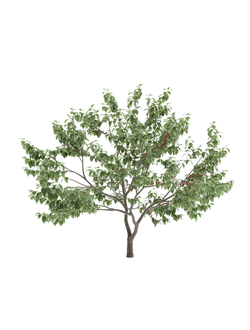 плодовые Вишня мелкопильчатая 1