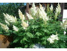 Рябинник рябинолистный 3-х летка 80-100см