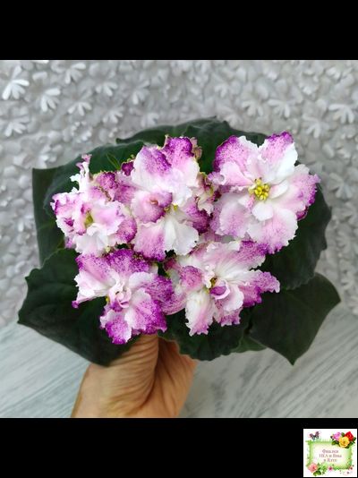 БР-Зажигают Огоньки (С. и Н. Буркацкие) 2024 г.