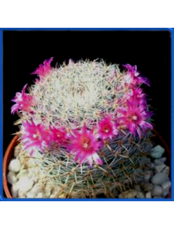 Mammillaria halbingeri v. rubriflora P349