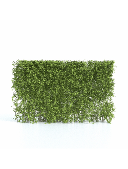 Стриженые растения