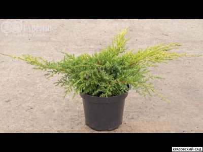 Можжевельник Голд Киссен