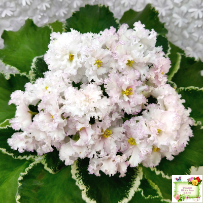 АВ-Богатая Невеста (Фиалковод) 2020 г.