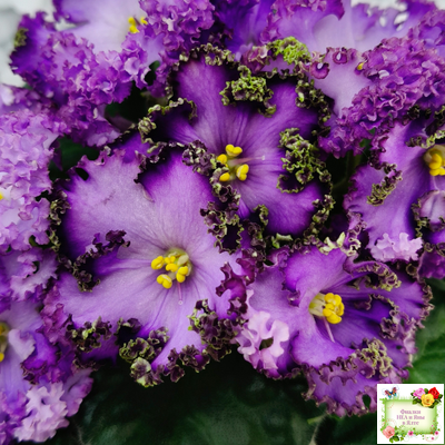 АВ-Пенная Вечеринка (Фиалковод) 2021 г.