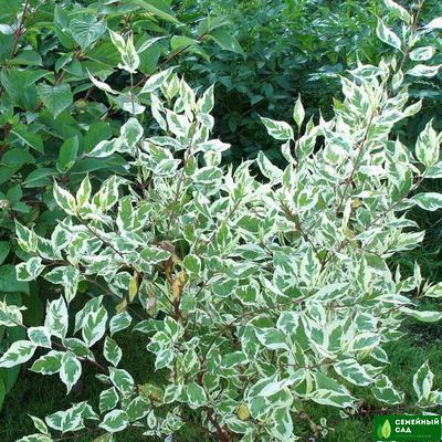 Дерен белый "Элегантиссима"