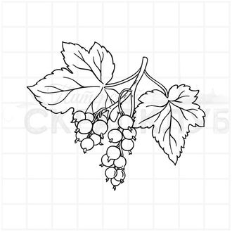 Штамп листья и ягоды черной смородины