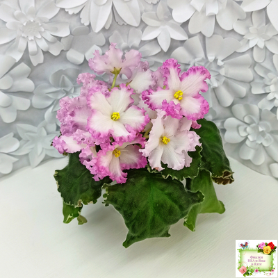 Nik-Обыкновенная Богиня (Н. Булко) 2023 г.