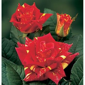 Фидибус, Ч,Г, срезочная. Kordes